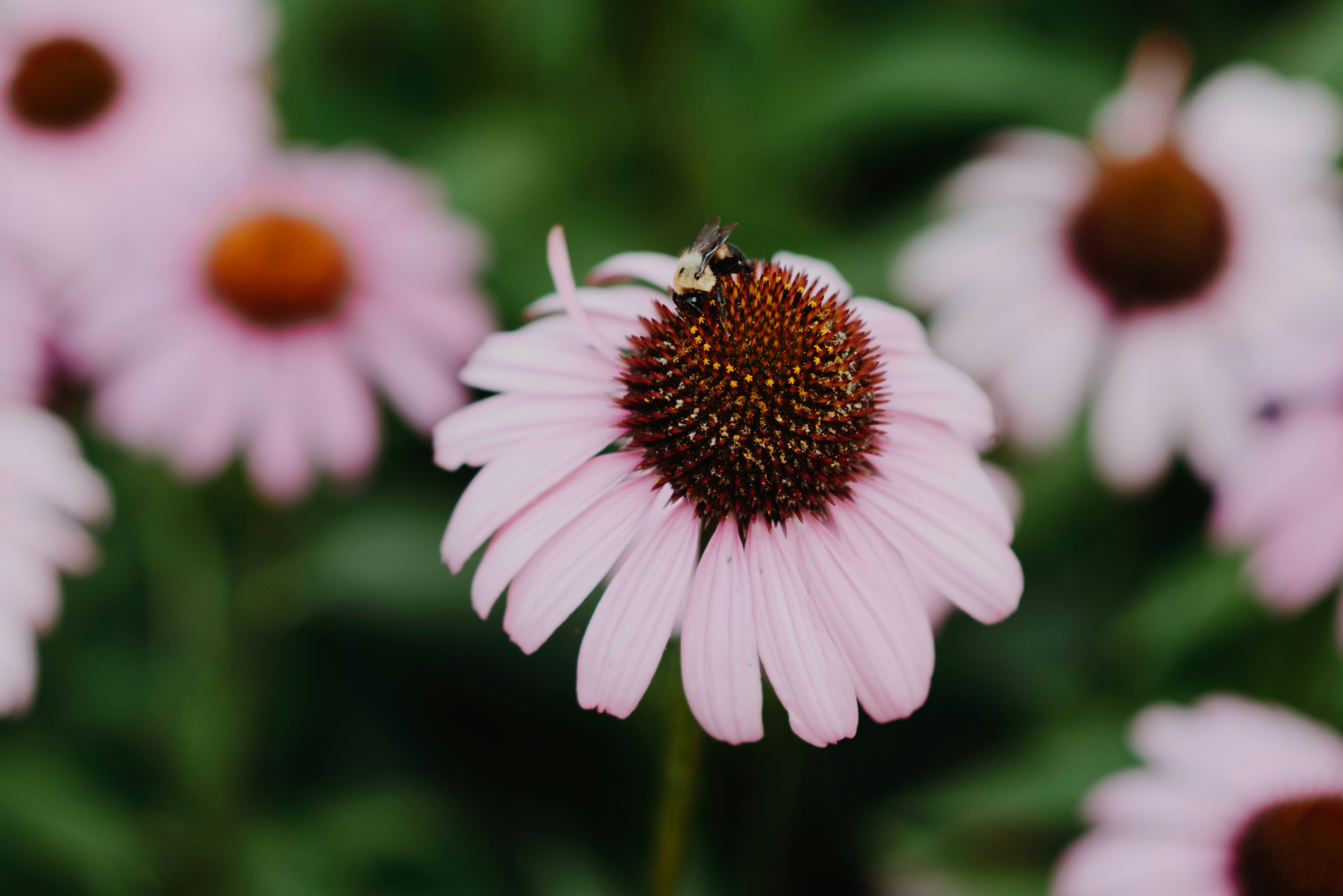 Photo by frejanelson