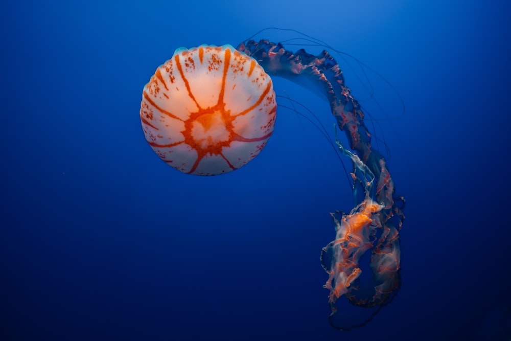 pink and white jellyfish under water