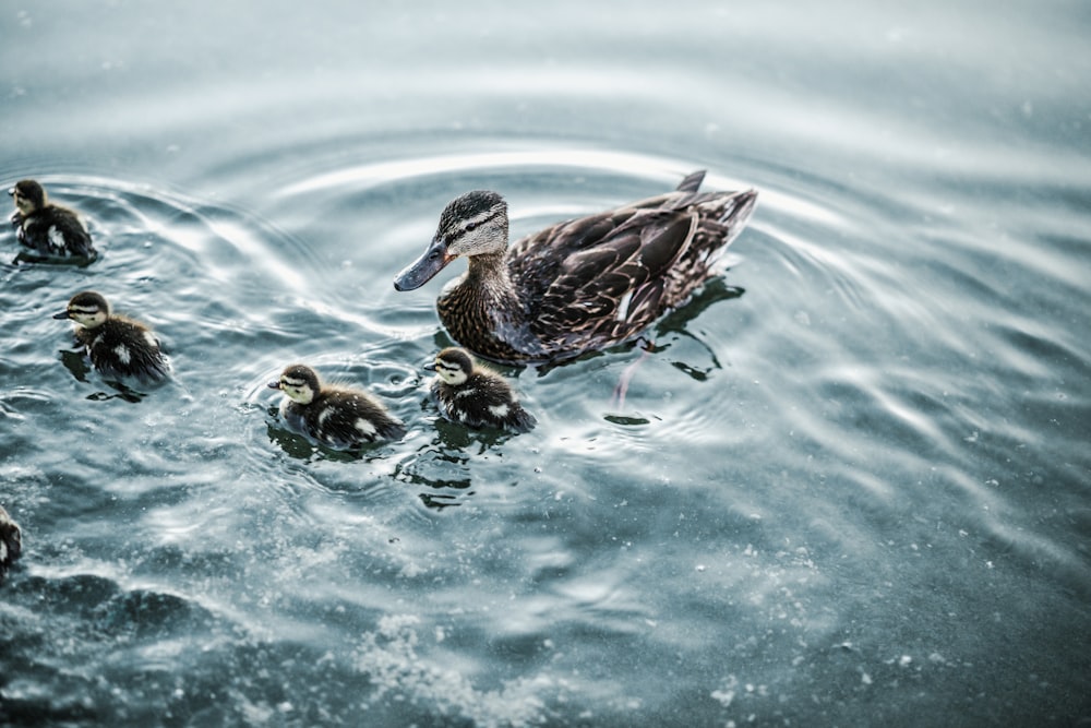 brown duck on water during daytime