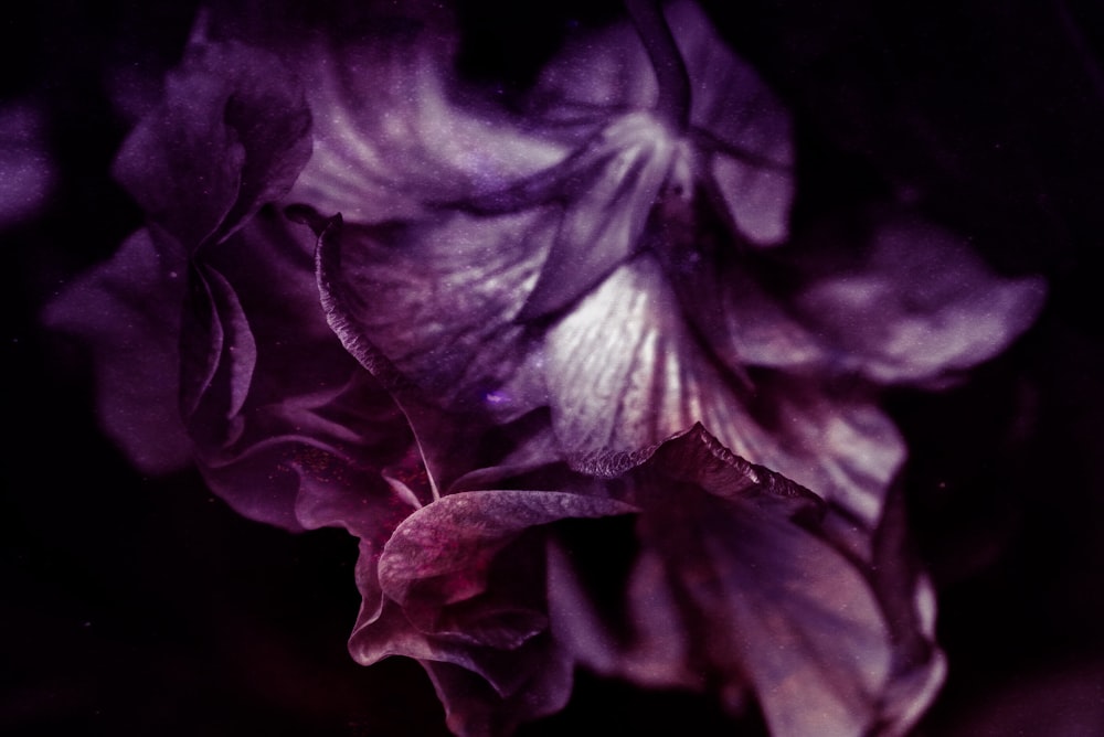 purple flower in close up photography