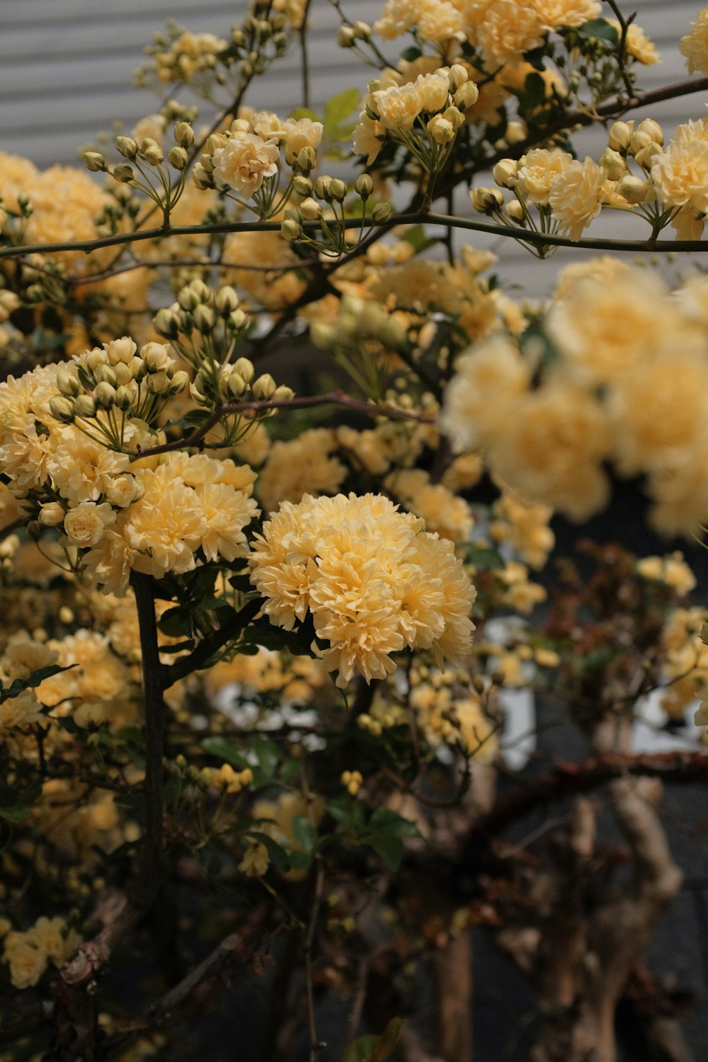 yellow flowers in tilt shift lens