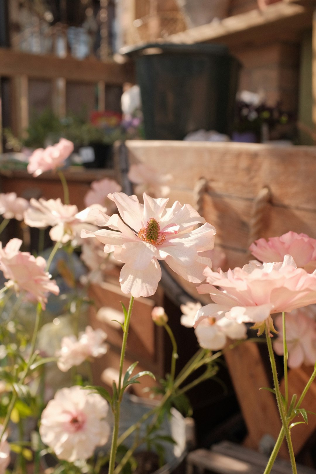 white and pink flowers in bloom during daytime