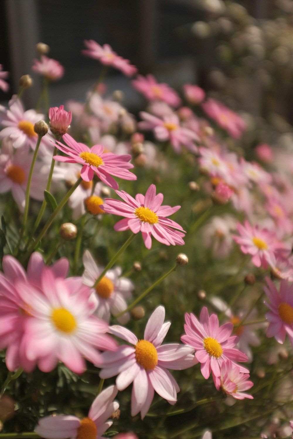 pink and yellow flowers in tilt shift lens