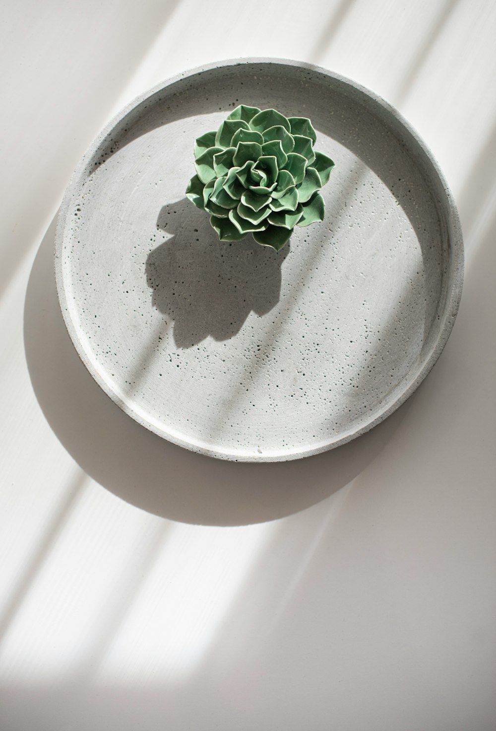 green plant on stainless steel bowl