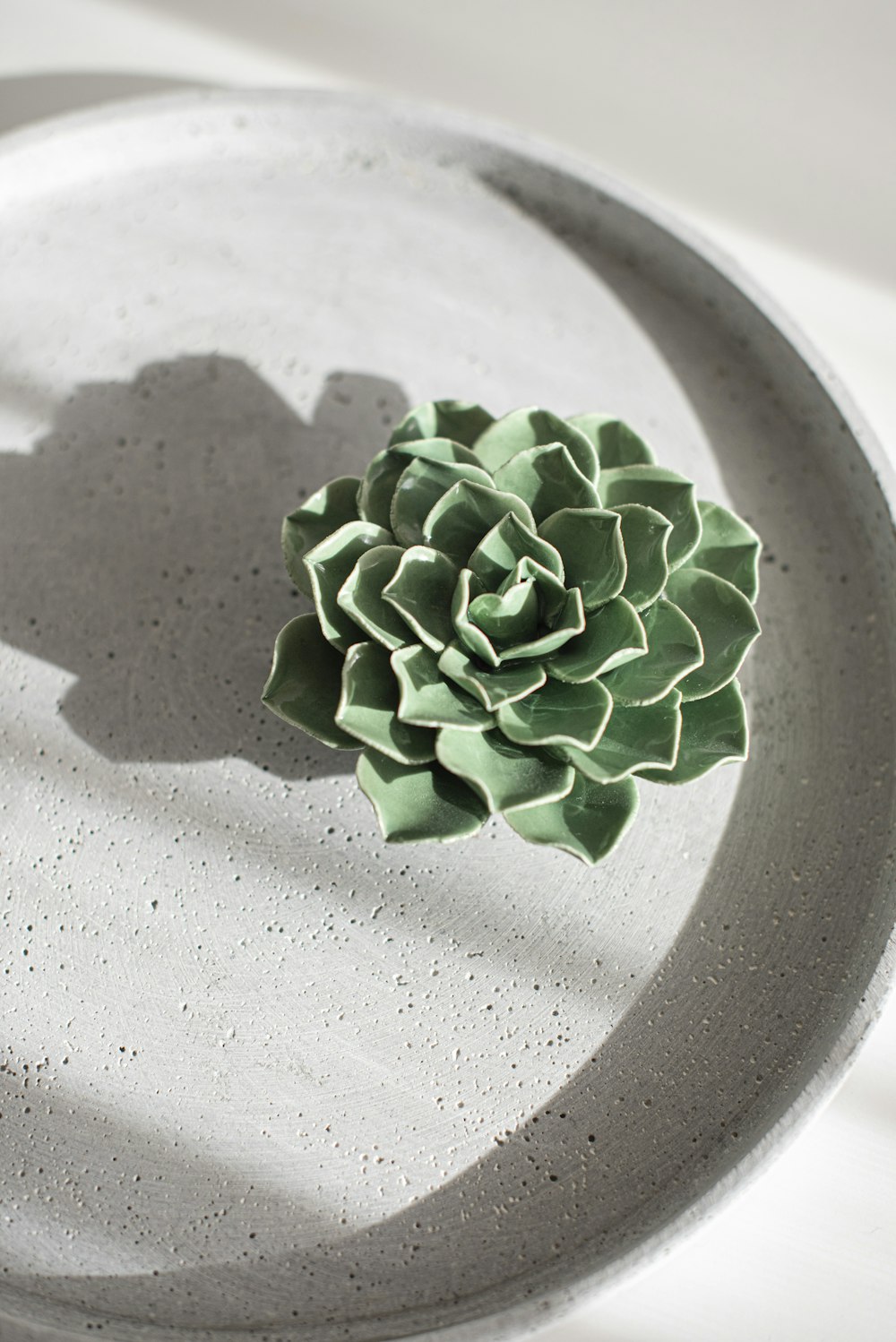green succulent plant on white ceramic plate