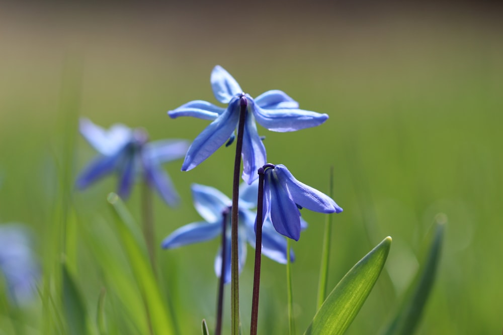 blue crocus flowers in bloom during daytime