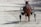 A brown horse is pulling a two-wheeled cart known as a sulky, usually used for harness racing. The horse is in motion on a dirt track, and it is wearing a harness and blinders.
