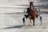 A brown horse is pulling a two-wheeled cart known as a sulky, usually used for harness racing. The horse is in motion on a dirt track, and it is wearing a harness and blinders.