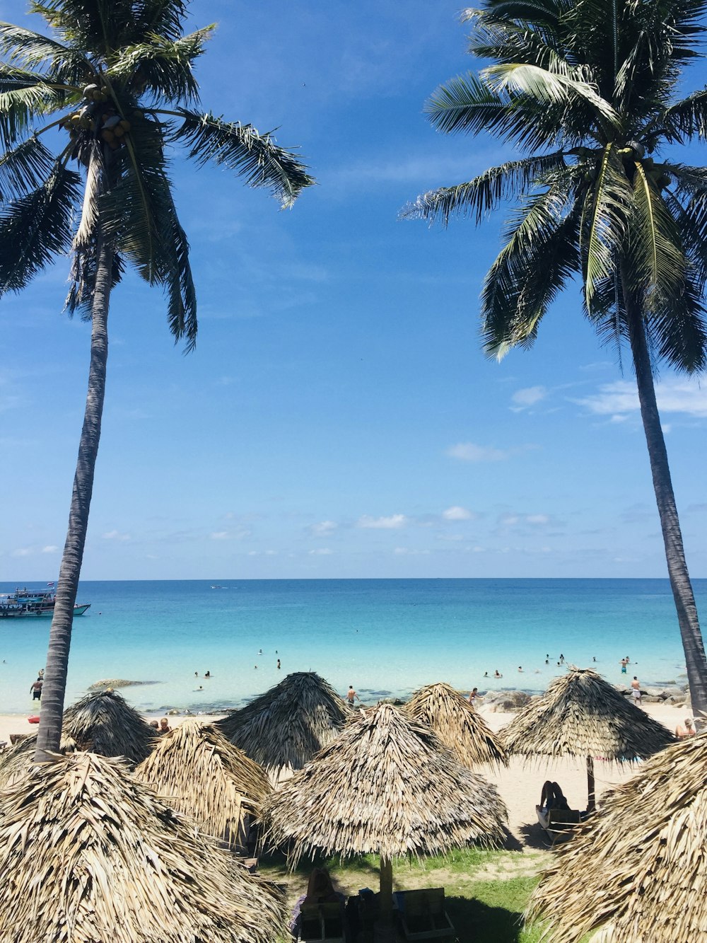 Palmera cerca del cuerpo de agua durante el día