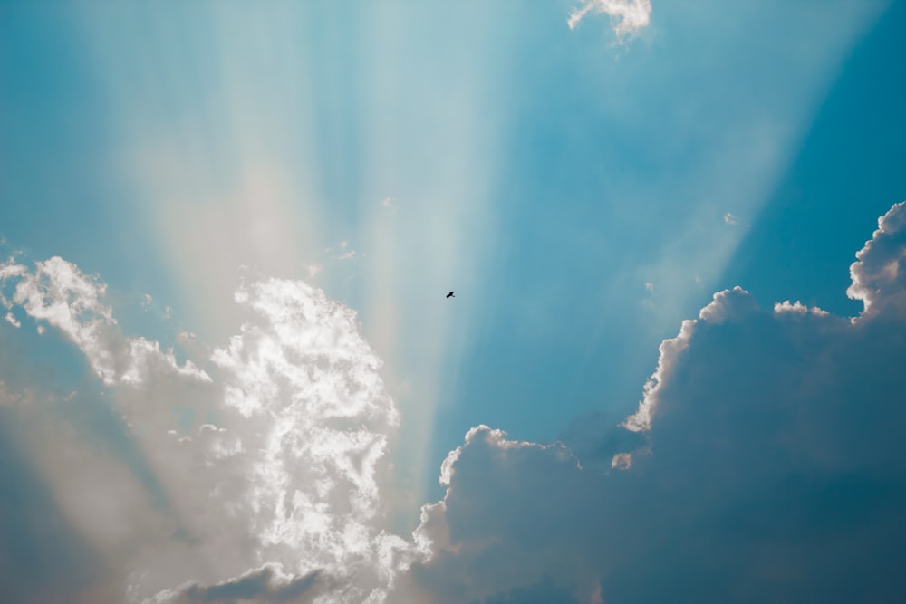 flock of birds flying under blue sky during daytime