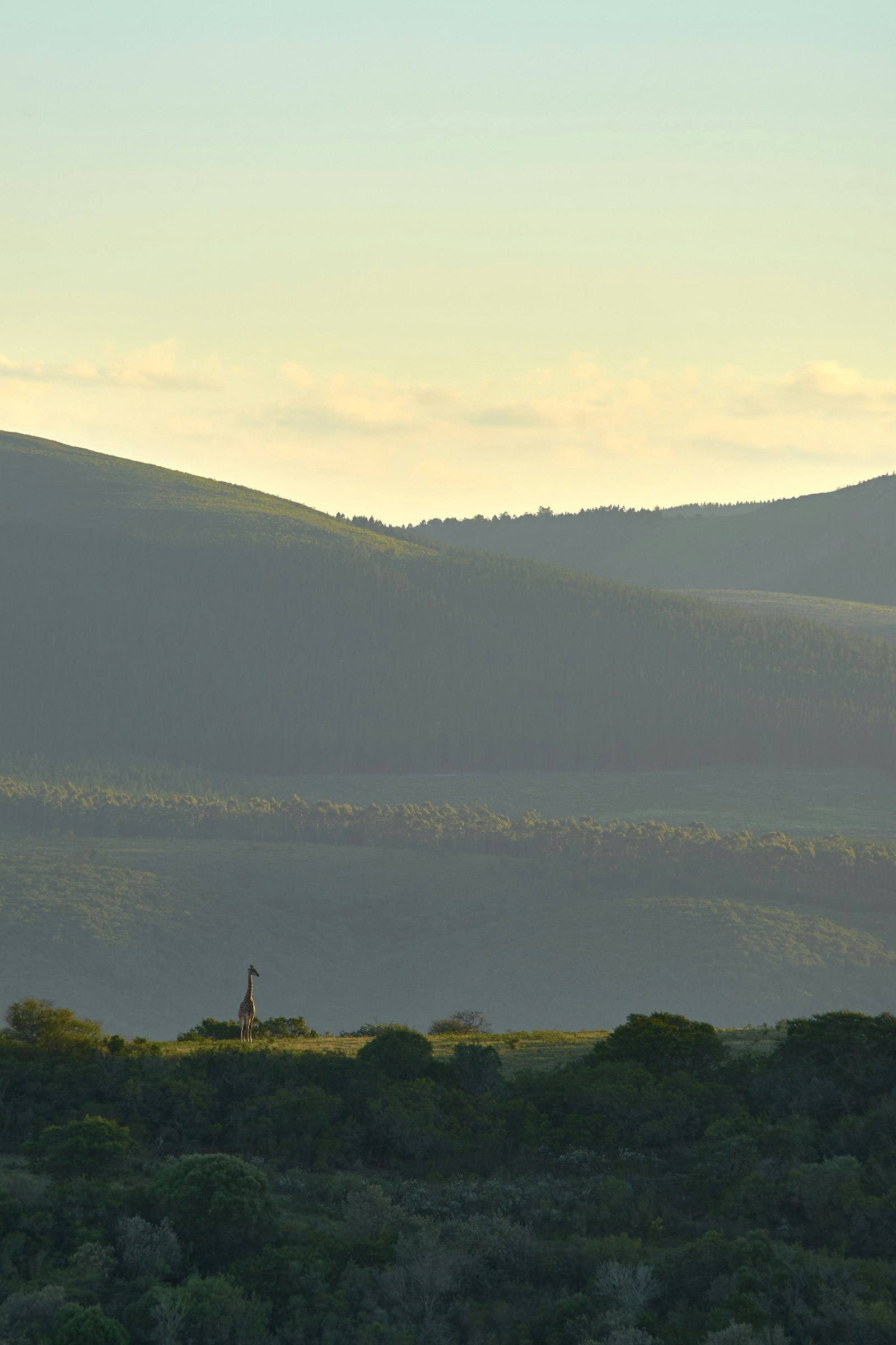 Sony a7 II + Sony FE 70-300mm F4.5-5.6 G OSS sample photo. Green trees on mountain photography