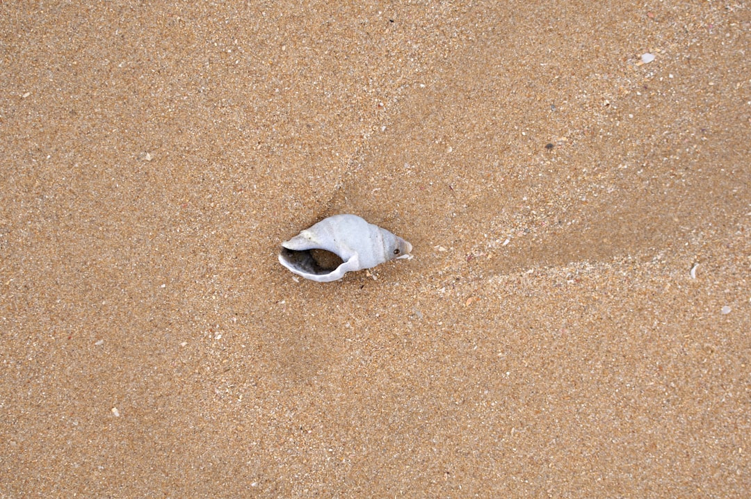 white and gray fish on brown sand