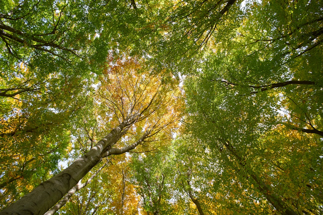 green and yellow leaf trees