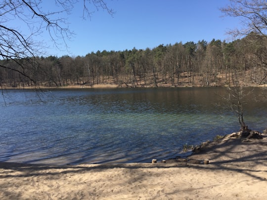 body of water near trees during daytime in Krumme Lanke Germany