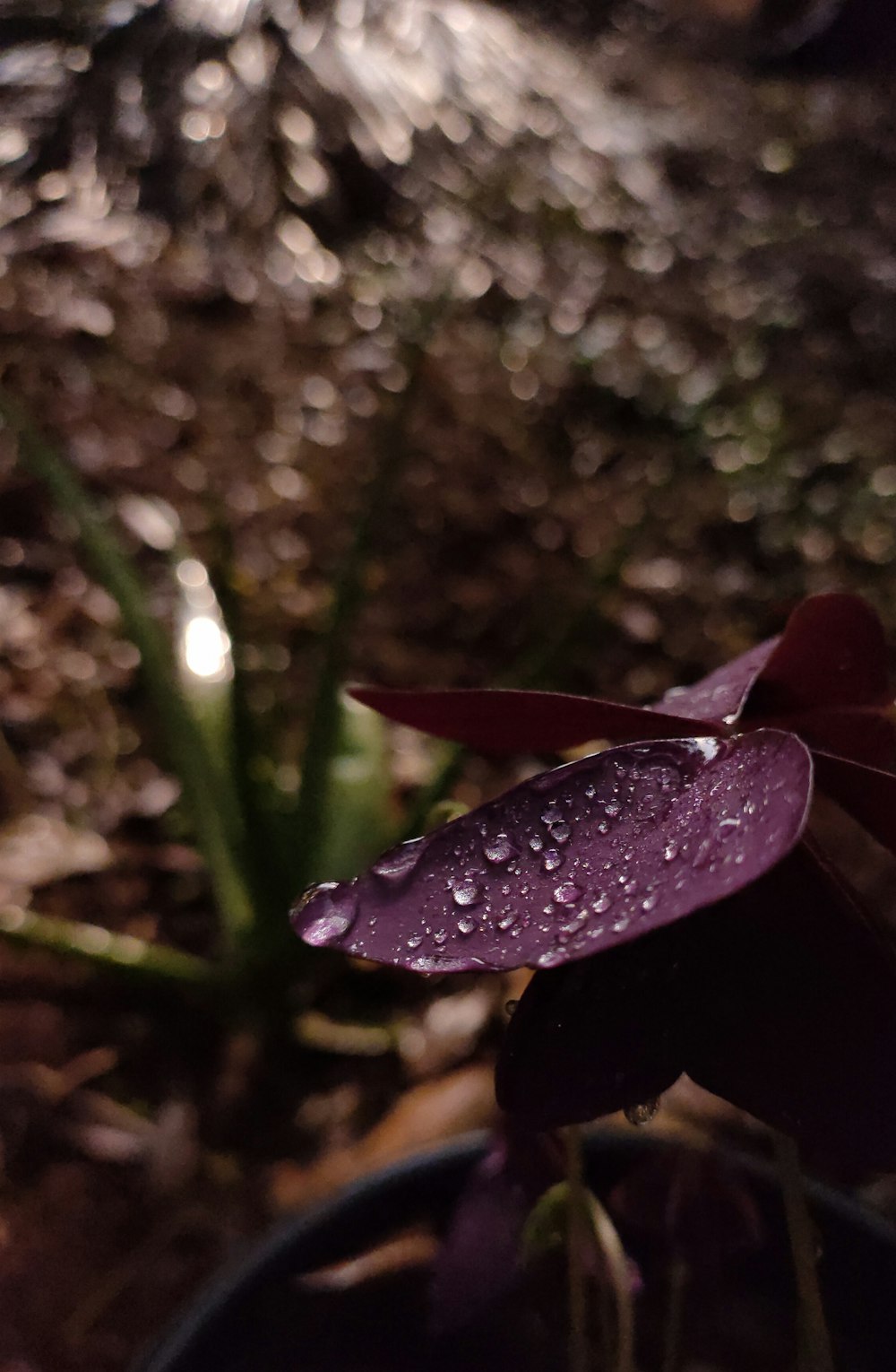 purple and white flower with water droplets