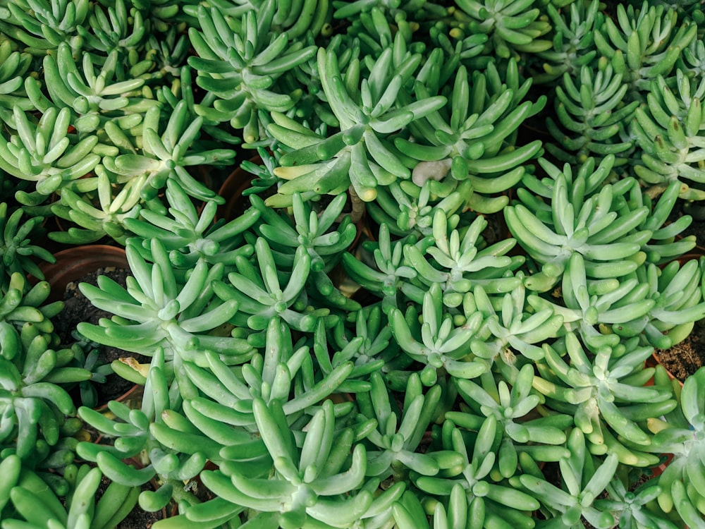 green and orange leaves plant