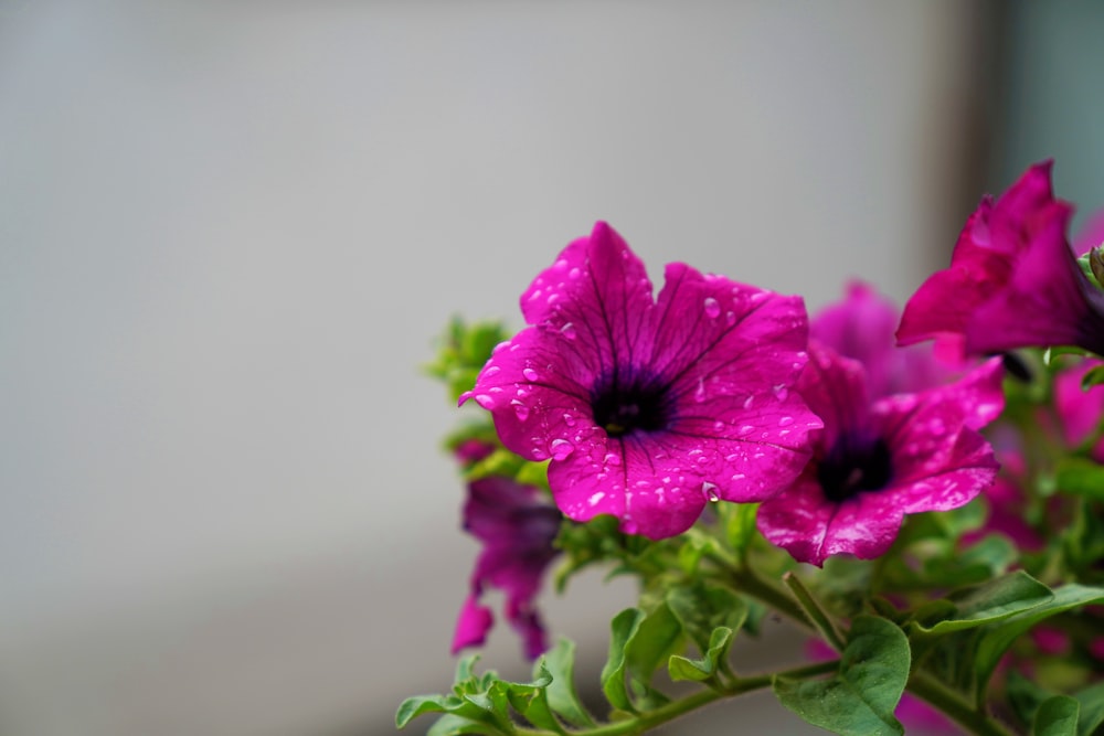 purple flower in tilt shift lens