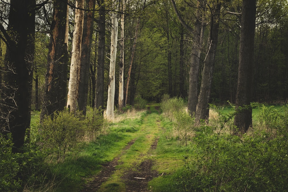 green grass and brown trees