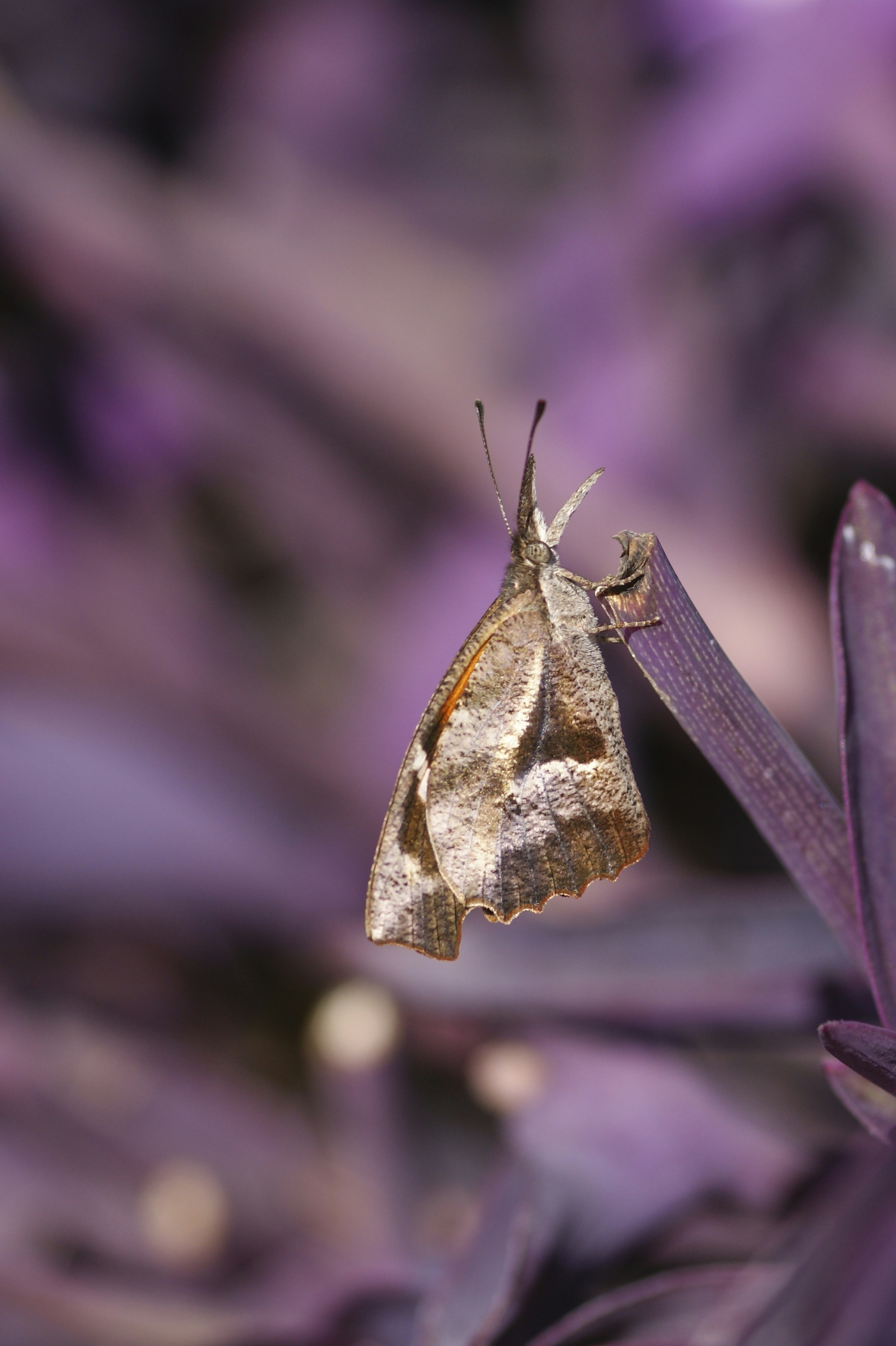 Photo by wolfgang_hasselmann