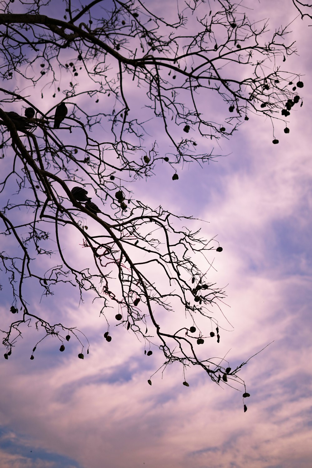 low angle photography of leafless tree under cloudy sky