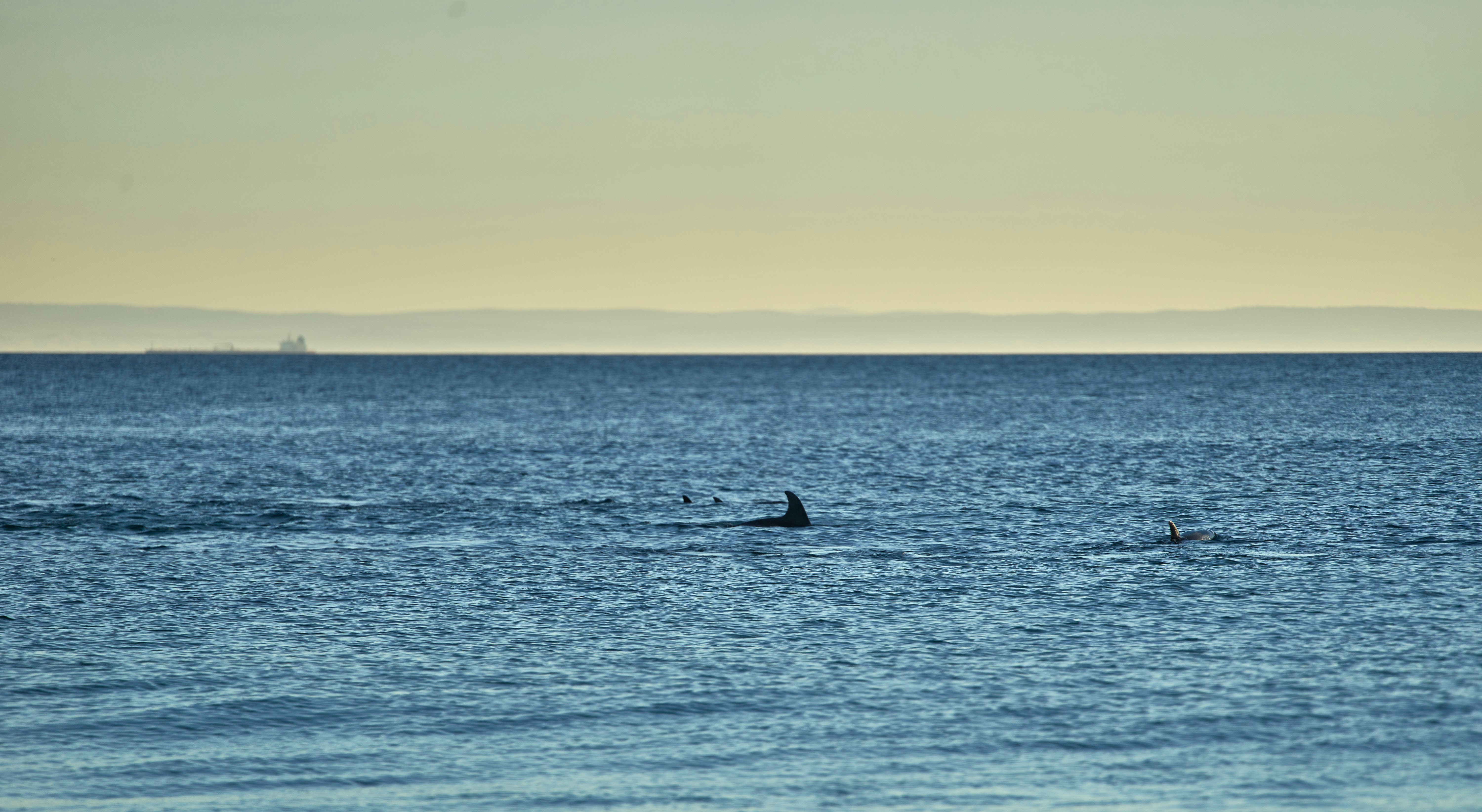 Photo by wolfgang_hasselmann