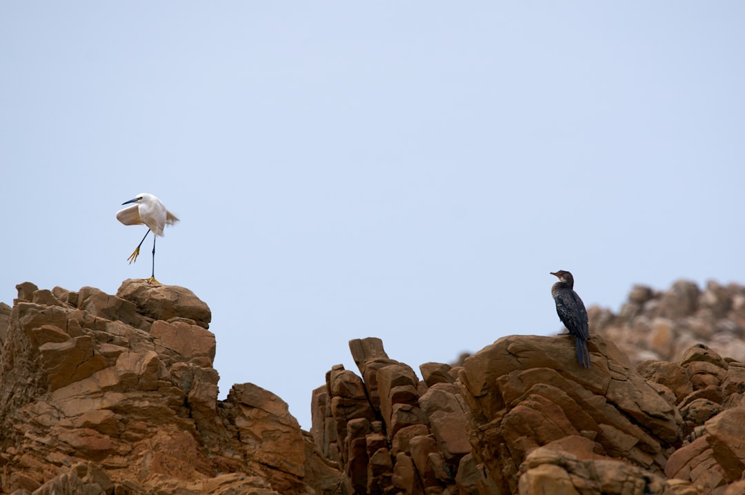 white and black bird on brown rock