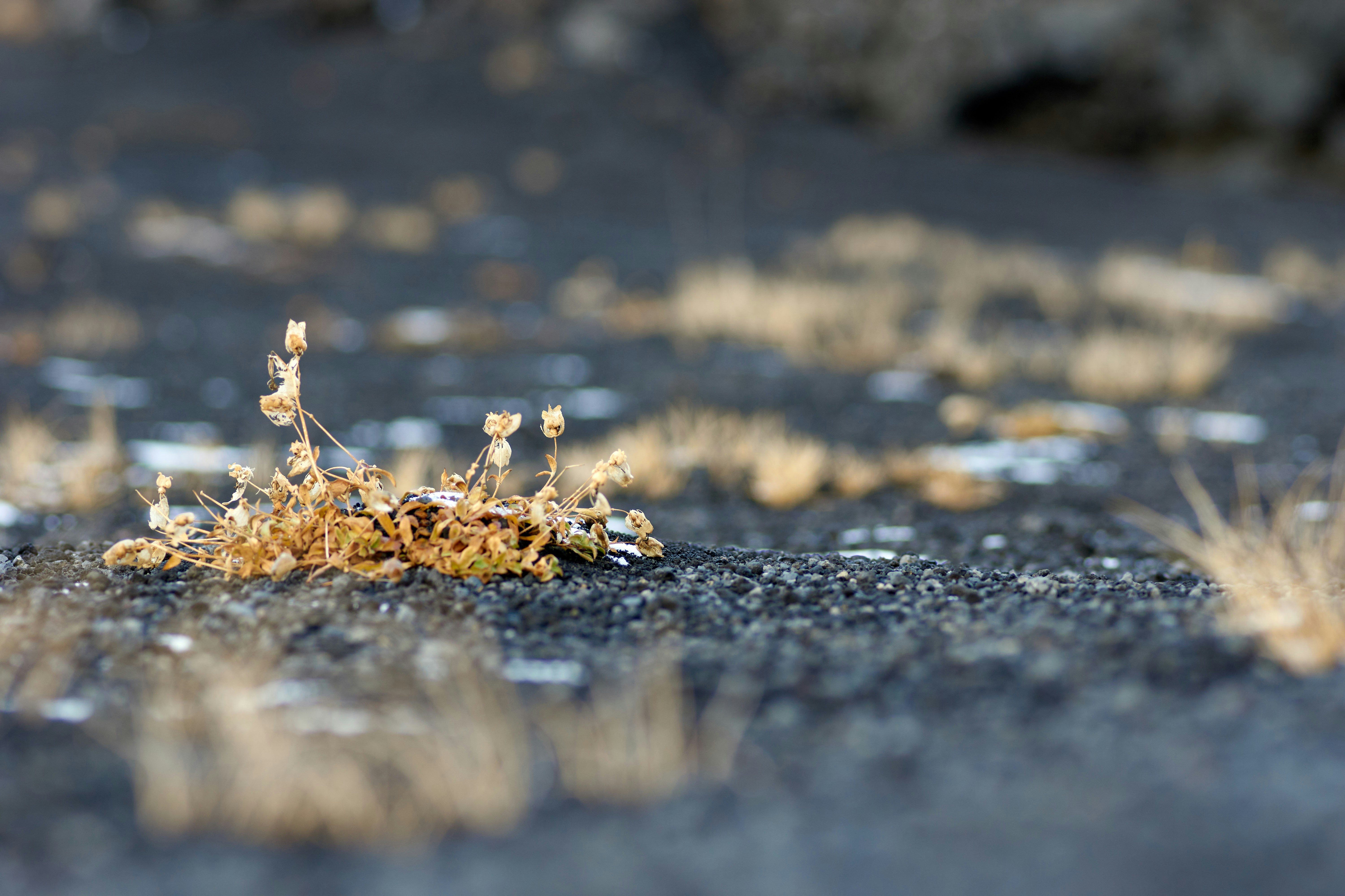 Photo by wolfgang_hasselmann