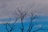 leafless tree under cloudy sky