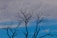 leafless tree under cloudy sky