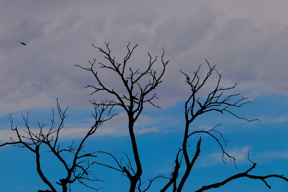 leafless tree under cloudy sky