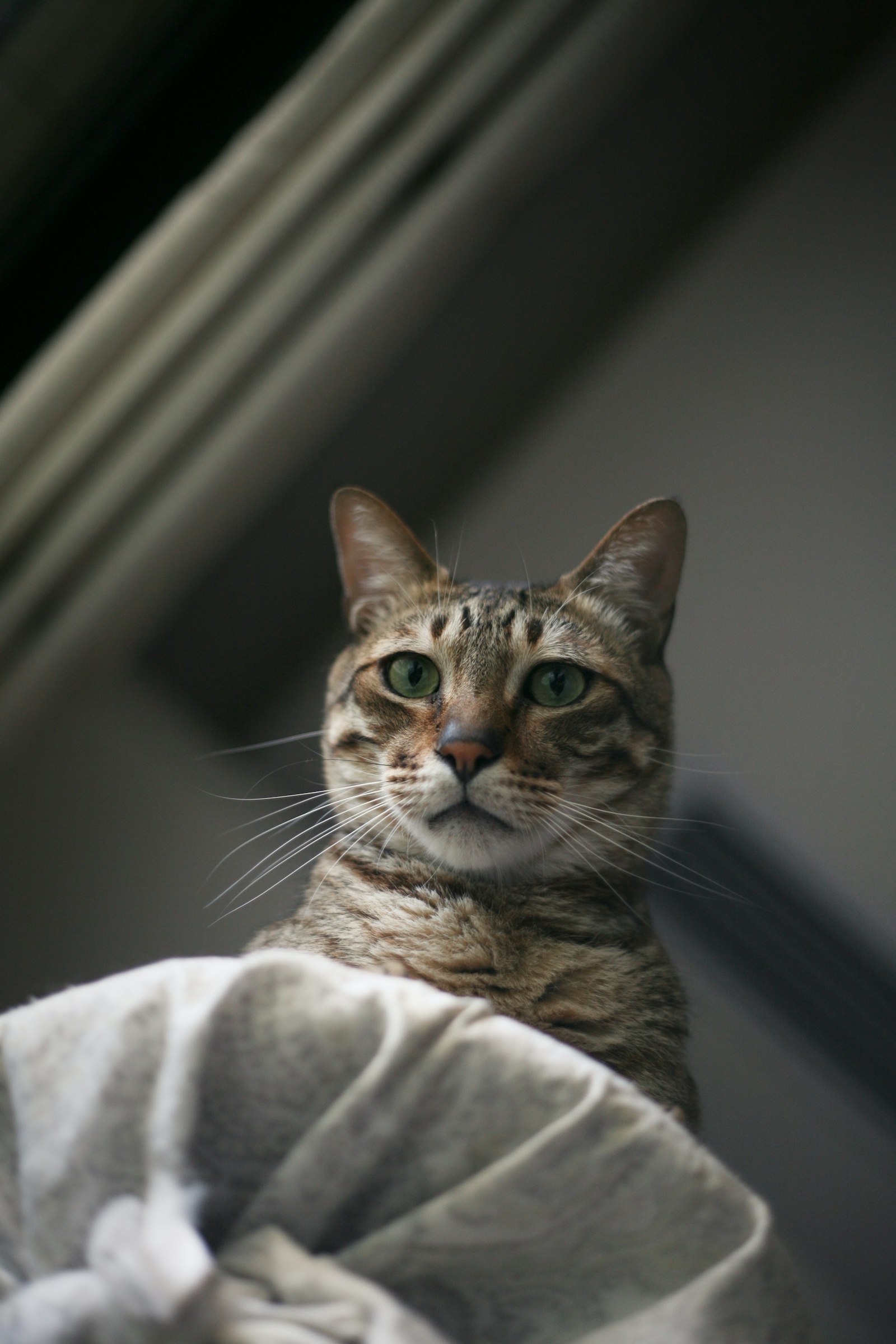 Canon EOS 5D + Canon EF 50mm F1.8 II sample photo. Brown tabby cat on photography