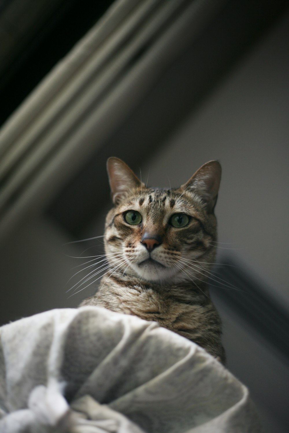 brown tabby cat on white textile