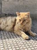 A fluffy orange tabby cat lounging on a sunny windowsill, eyes half-closed in contentment.
