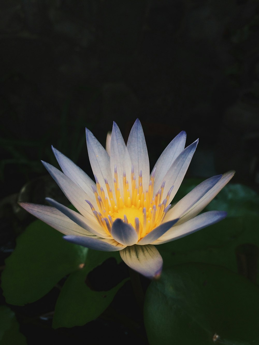 white and yellow flower in black background