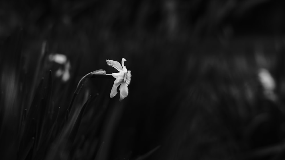 grayscale photo of white flower