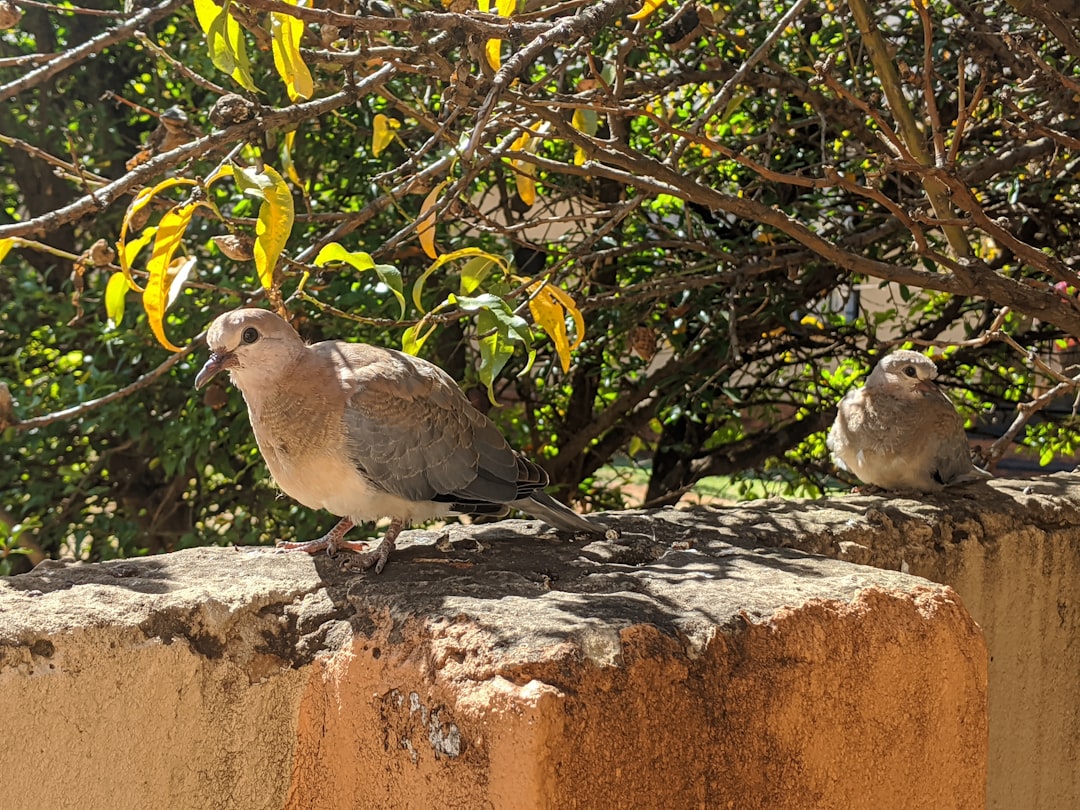 Wildlife photo spot Zakariyya Park City of Tshwane Metropolitan Municipality