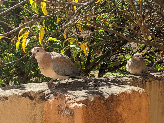 Zakariyya Park things to do in Protea Glen