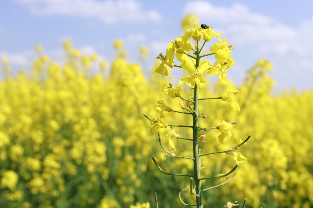 yellow flower field under blue sky during daytime