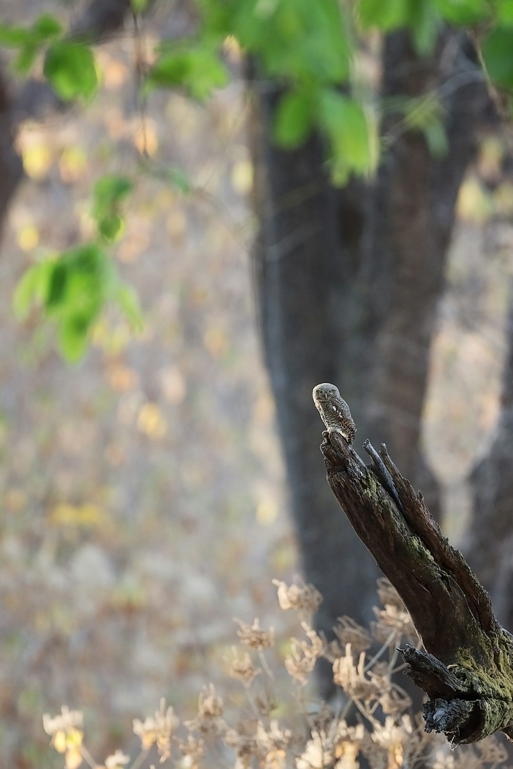 brown and black snake on brown tree branch during daytime