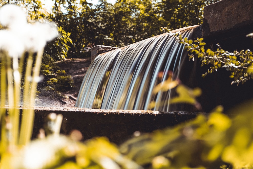 El agua cae en el bosque