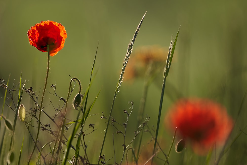 red flower in green grass