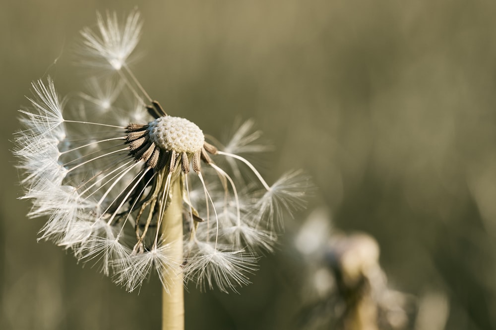 white dandelion in close up photography