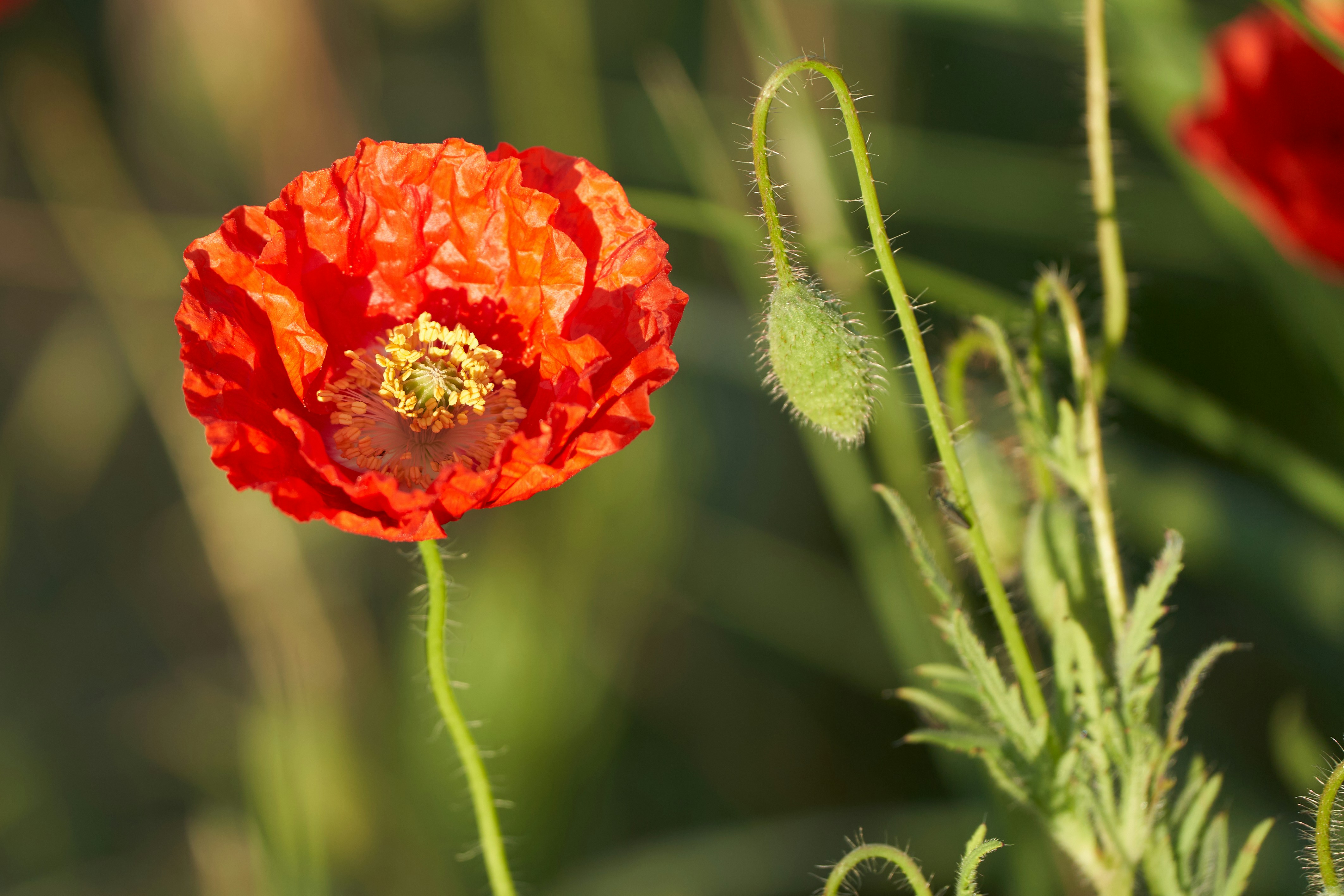 Photo by ingodoerrie