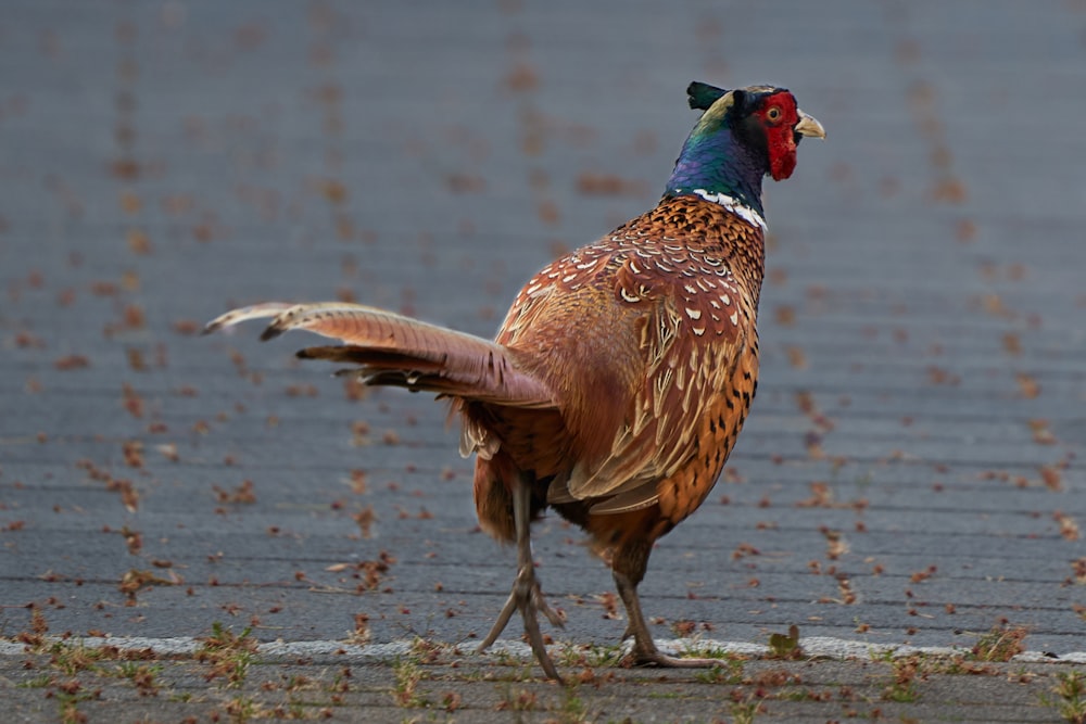 Pollo marrón y verde caminando sobre suelo marrón cerca del cuerpo de agua durante el día