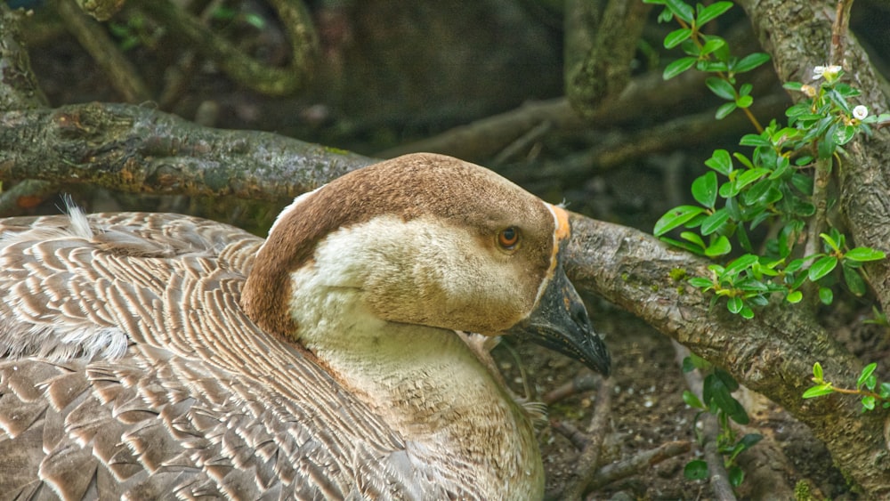 brown and white duck on brown rock