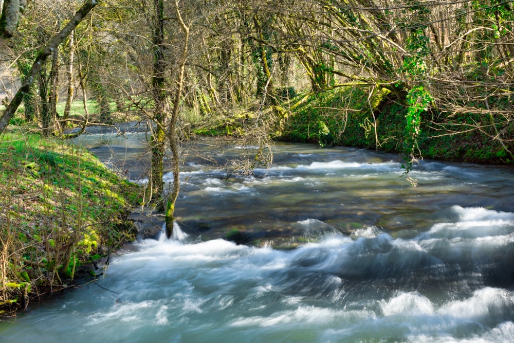 river in the middle of trees