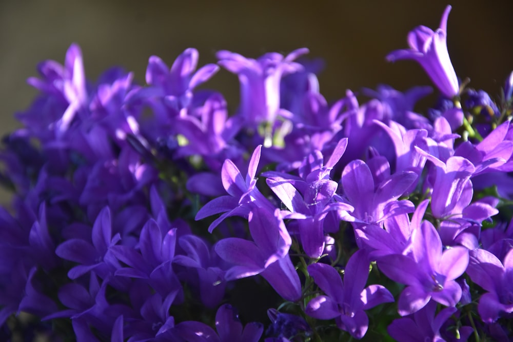 purple flowers in tilt shift lens