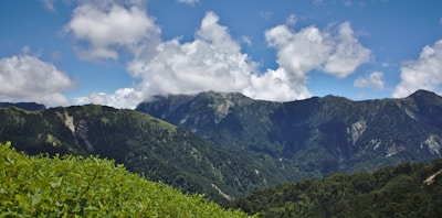 Volunteers planting native trees on a gentle hillside with mountains in the background.