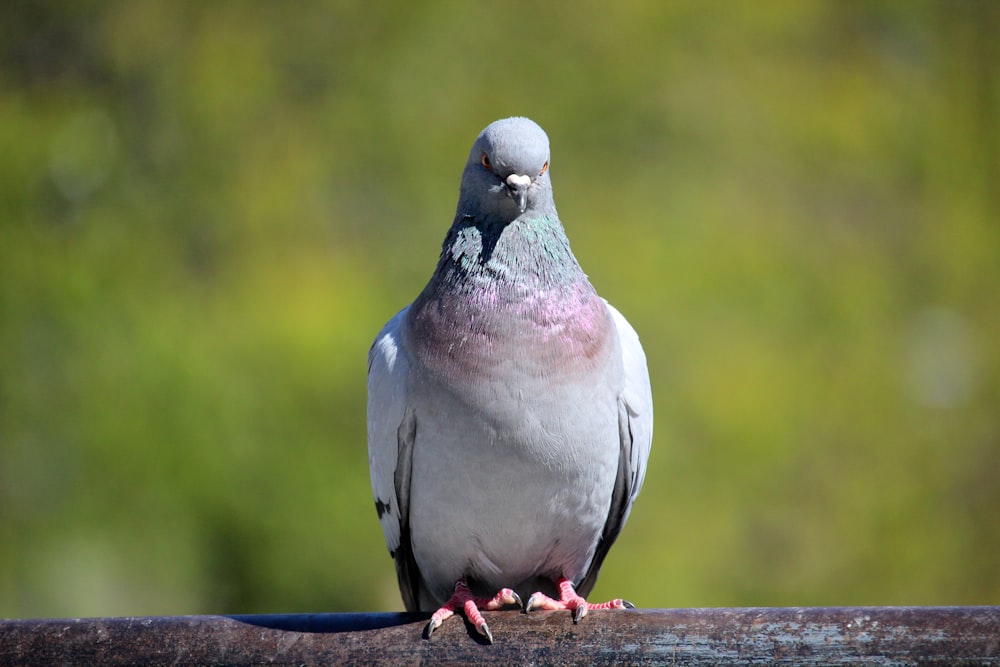 white and black bird on brown wooden fence