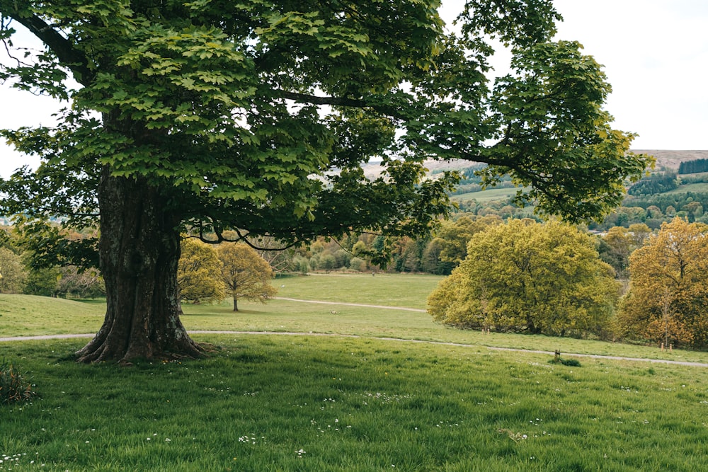 green grass field with trees